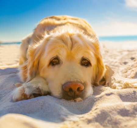 Pet Friendly callout